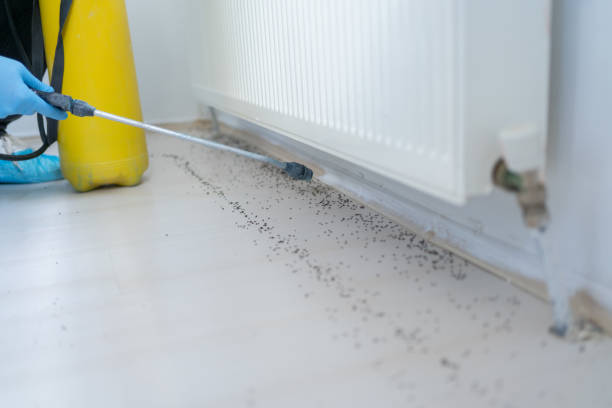 Best Wasp Removal Services  in Myrtle Creek, OR